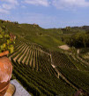 Immagini dei nostri vigneti